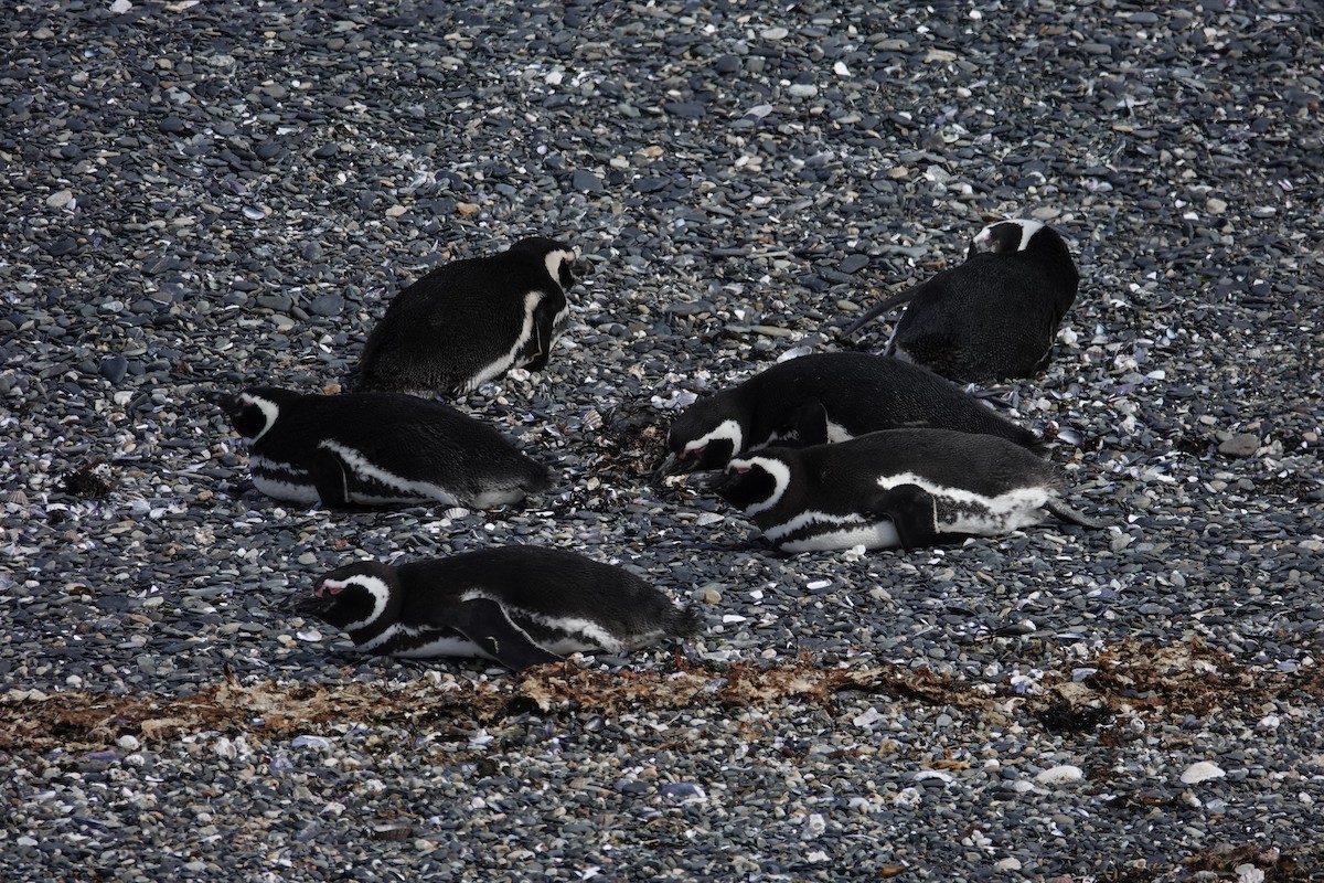 tučňák magellanský - ML642988145