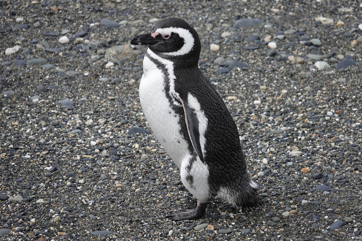 tučňák magellanský - ML642988146