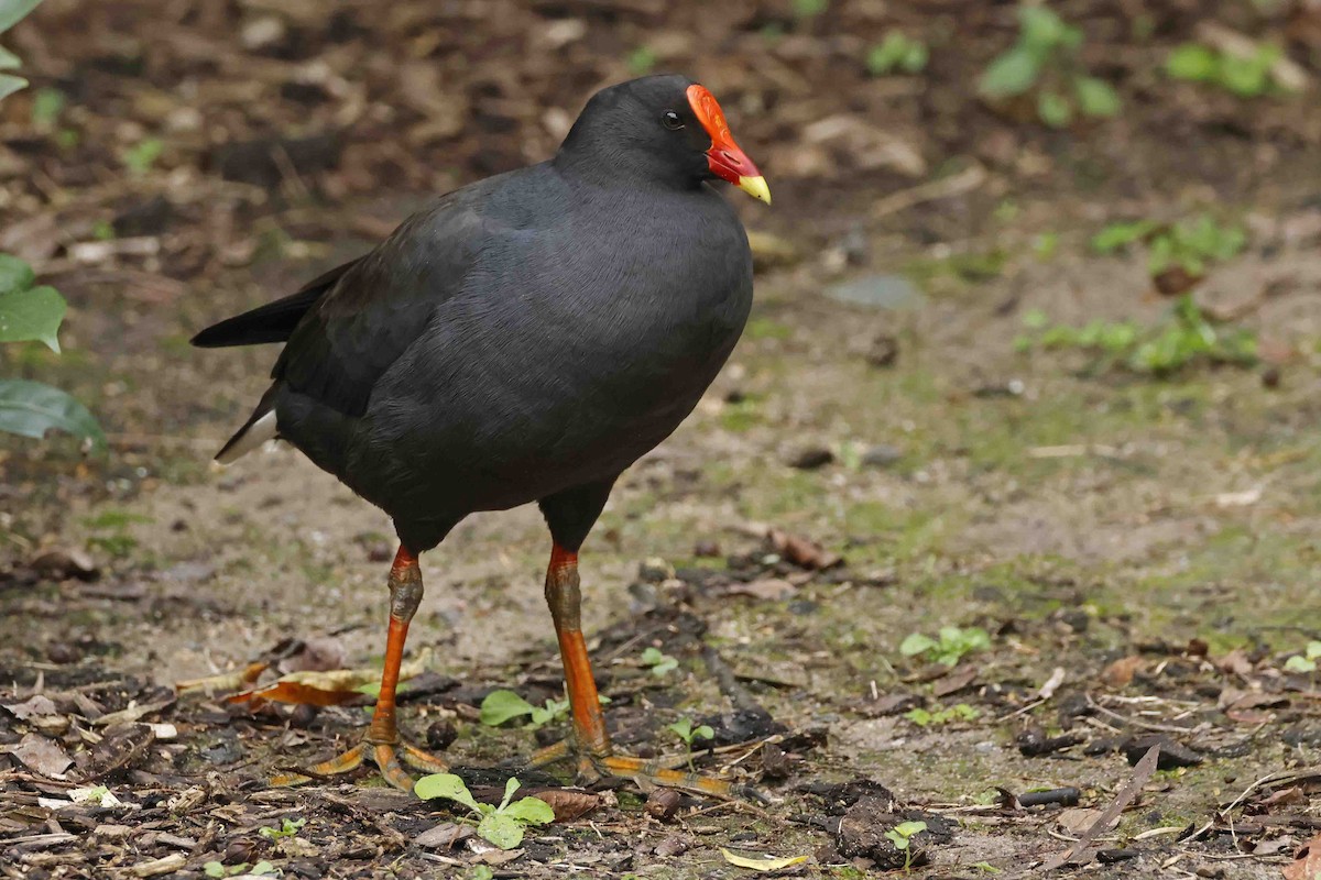 Dusky Moorhen - ML642988170