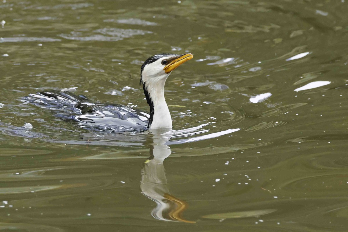 Little Pied Cormorant - ML642988177