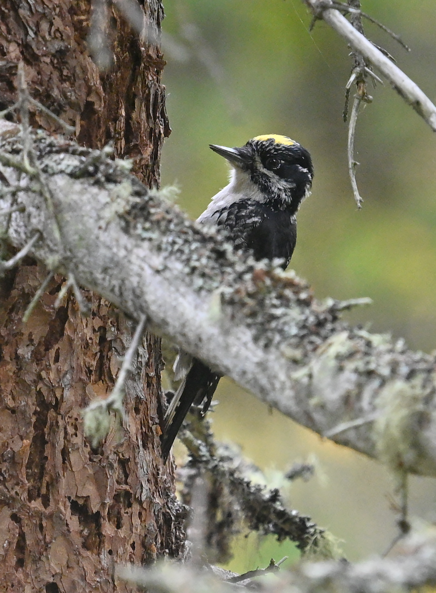 American Three-toed Woodpecker (Eastern) - ML642988178