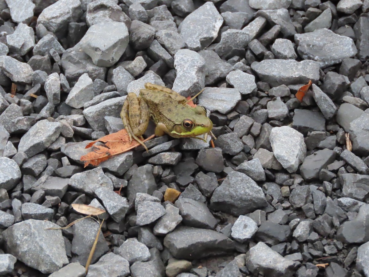 Green Frog - ML642988186