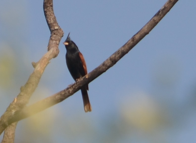 Crested Bunting - ML642988188