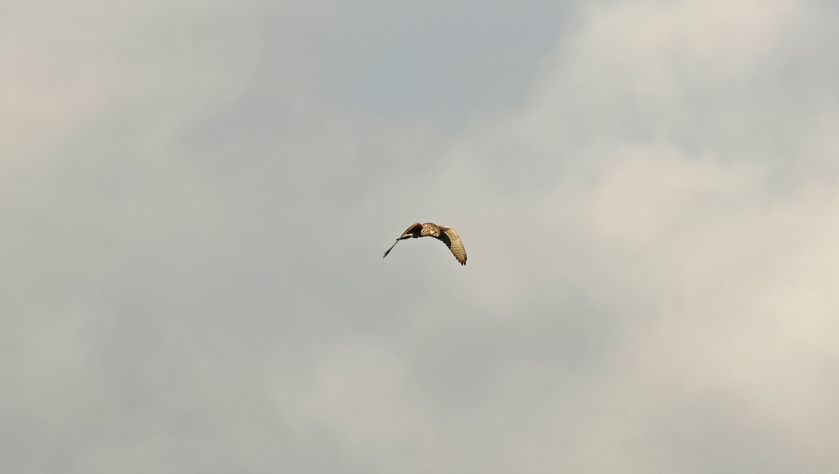 Eurasian Kestrel - ML642988217