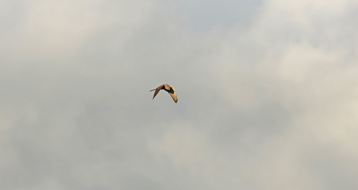 Eurasian Kestrel - ML642988218