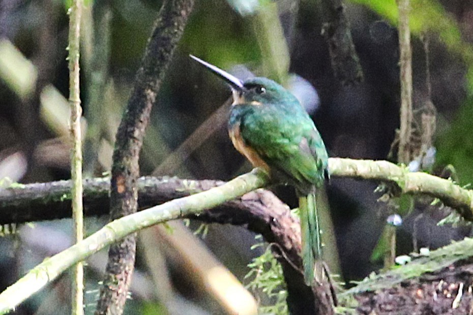 Rufous-tailed Jacamar - ML642988220