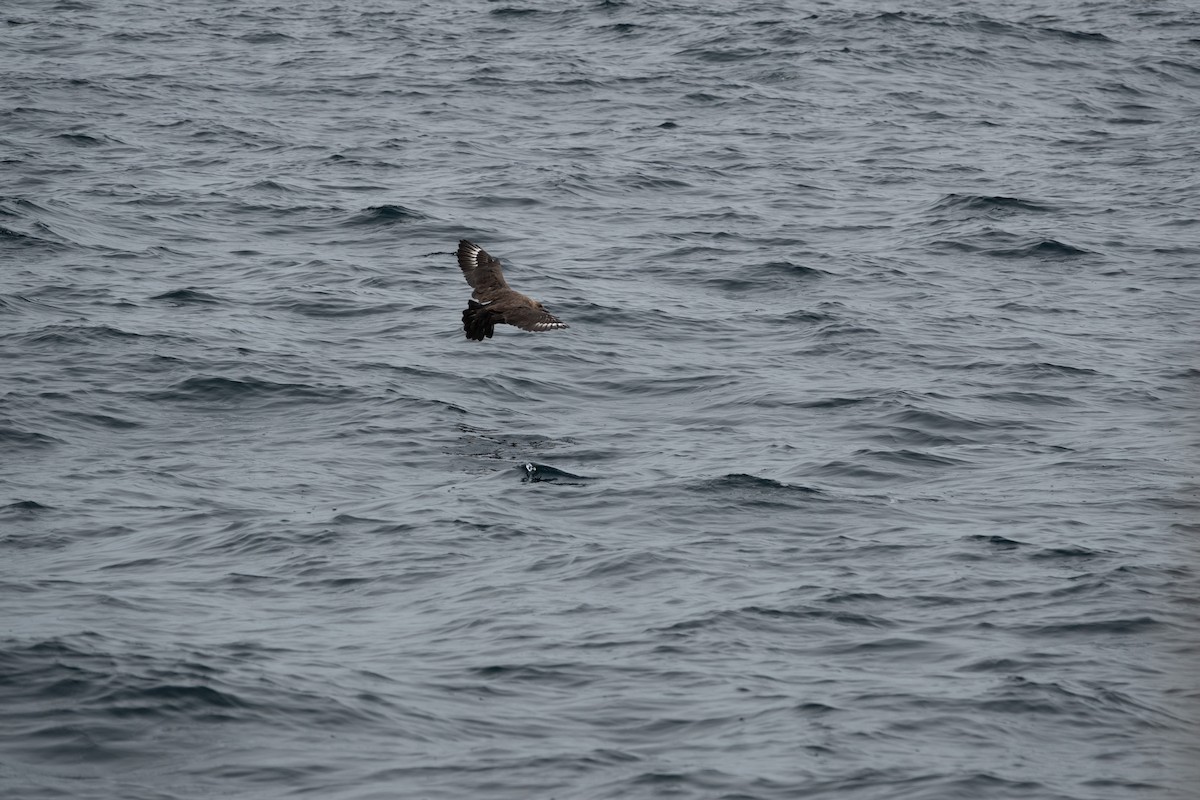 skua sp. - ML642988226
