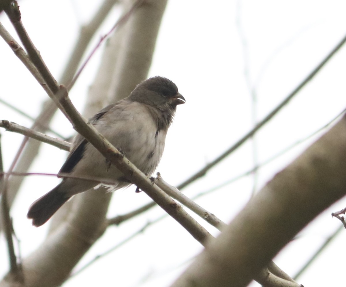 Double-collared Seedeater - ML642988234