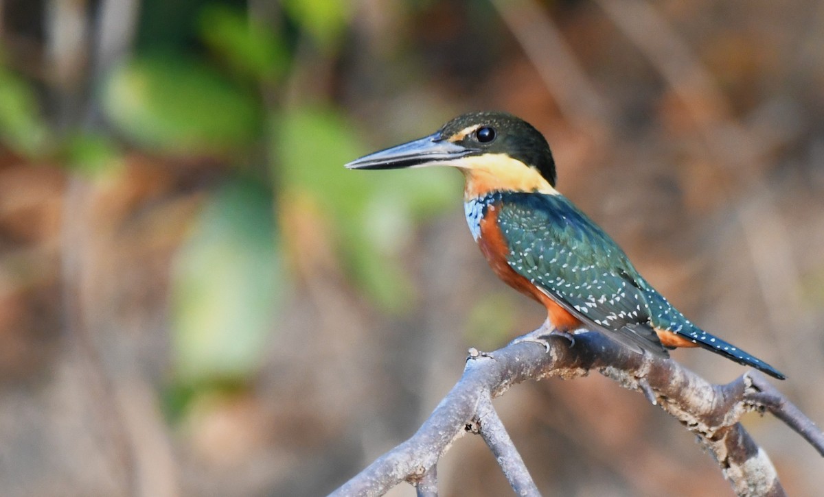 Green-and-rufous Kingfisher - ML642988237