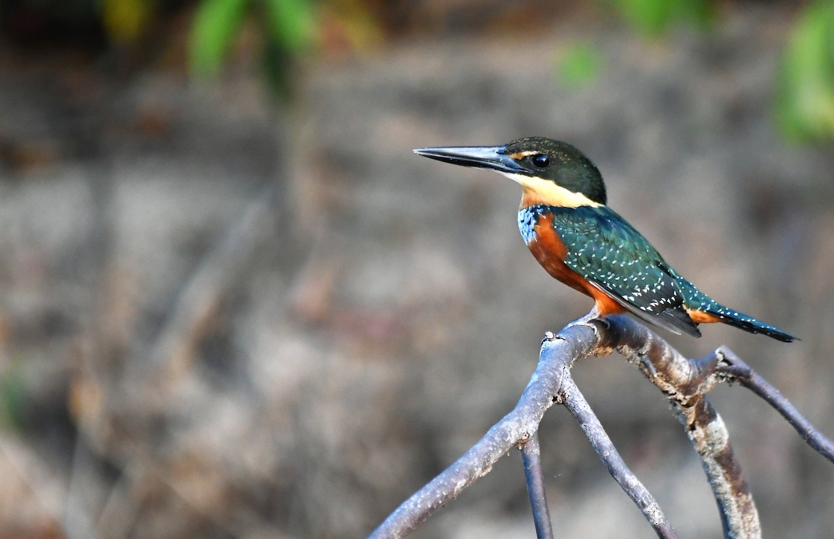 Green-and-rufous Kingfisher - ML642988238