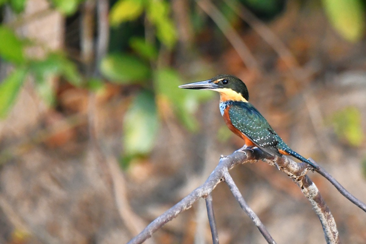 Green-and-rufous Kingfisher - ML642988239