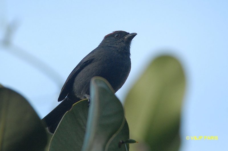 Slaty Tanager - ML642988243