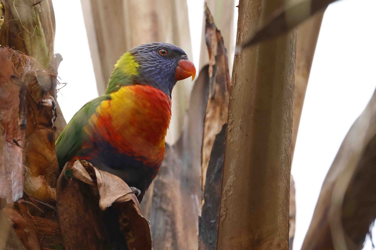 Rainbow Lorikeet - ML642988245
