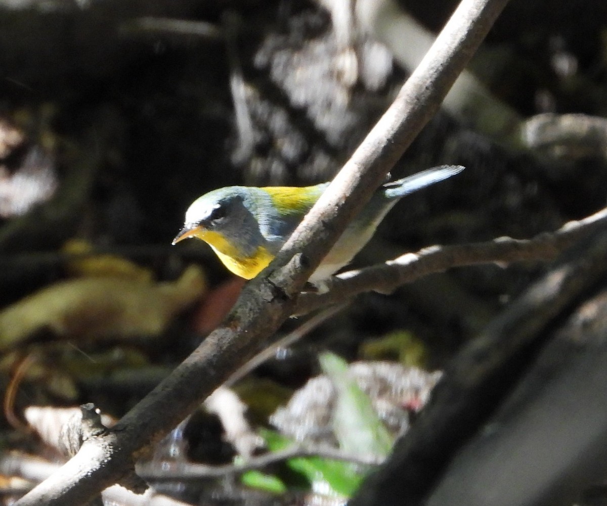 Northern Parula - ML642988248
