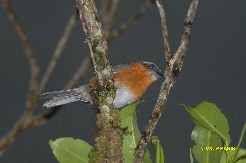 Slaty Tanager - ML642988262