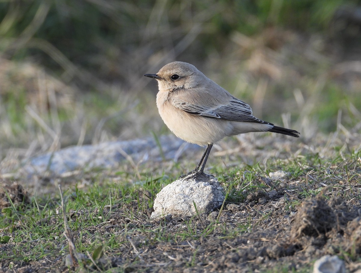 Desert Wheatear - ML642988280