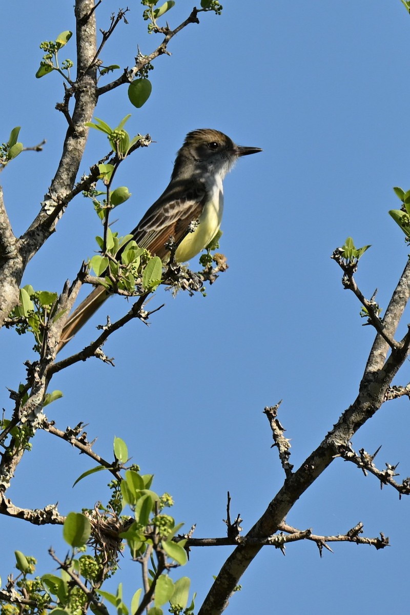 Brown-crested Flycatcher - ML642988285