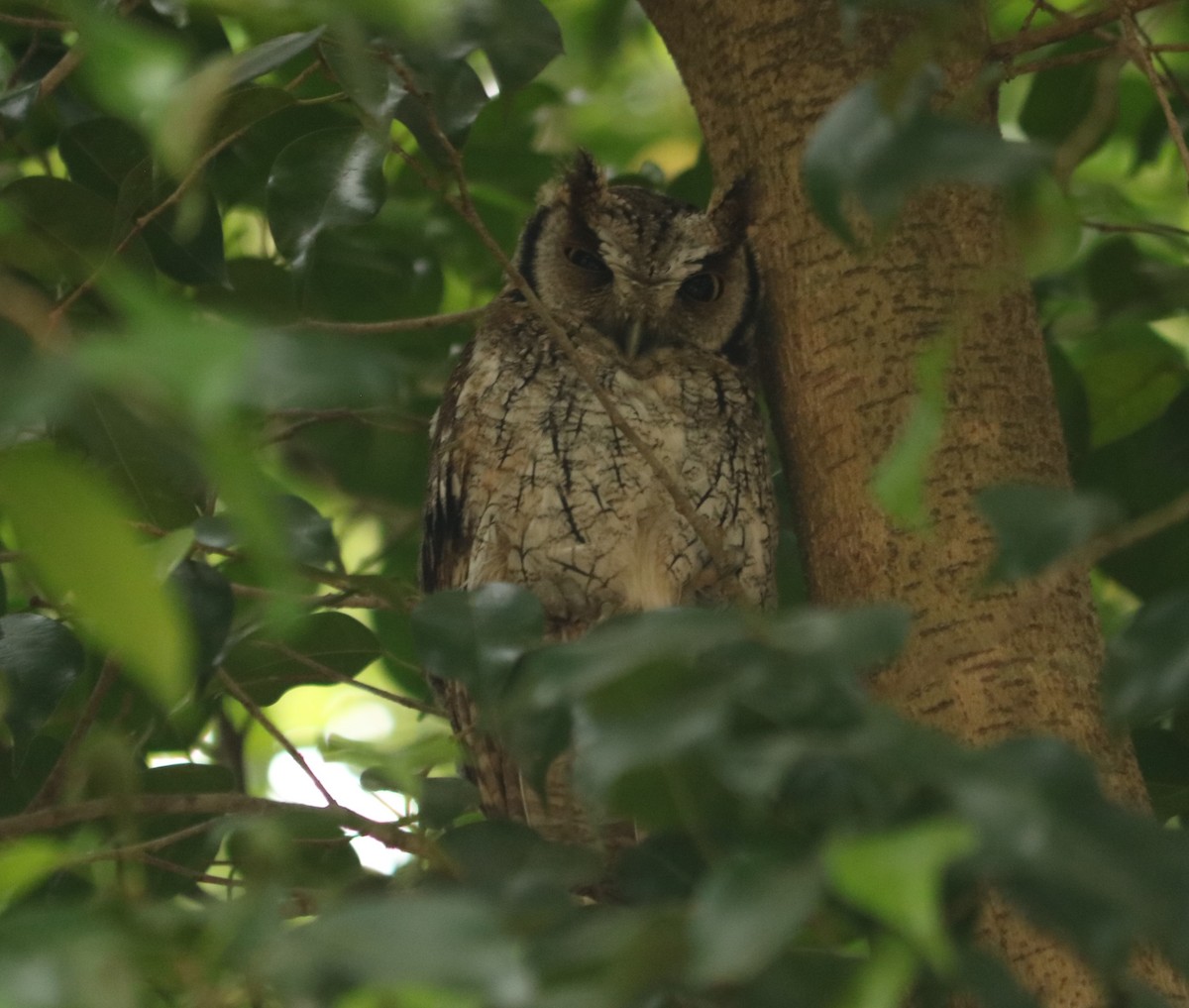 Tropical Screech-Owl - ML642988292
