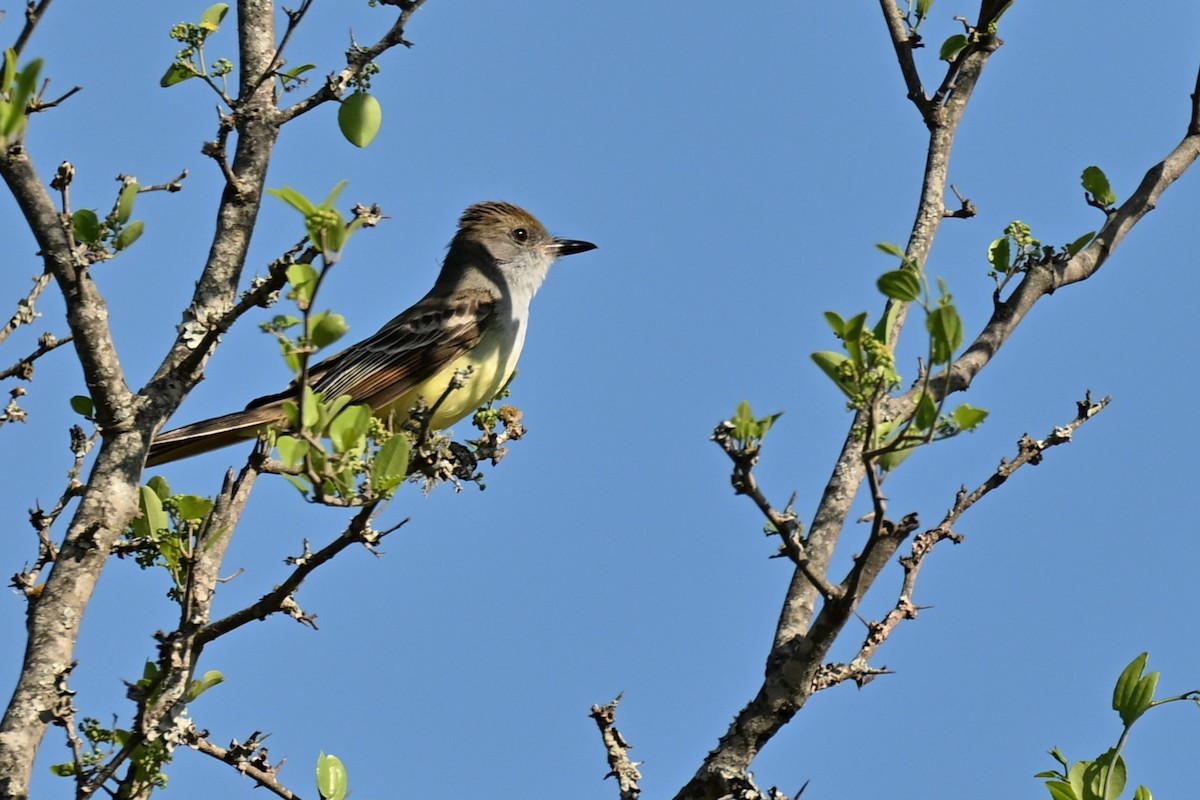 Brown-crested Flycatcher - ML642988294