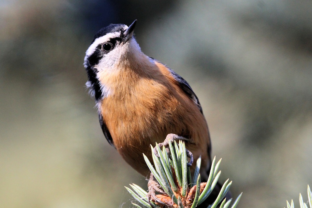 Red-breasted Nuthatch - ML642988311