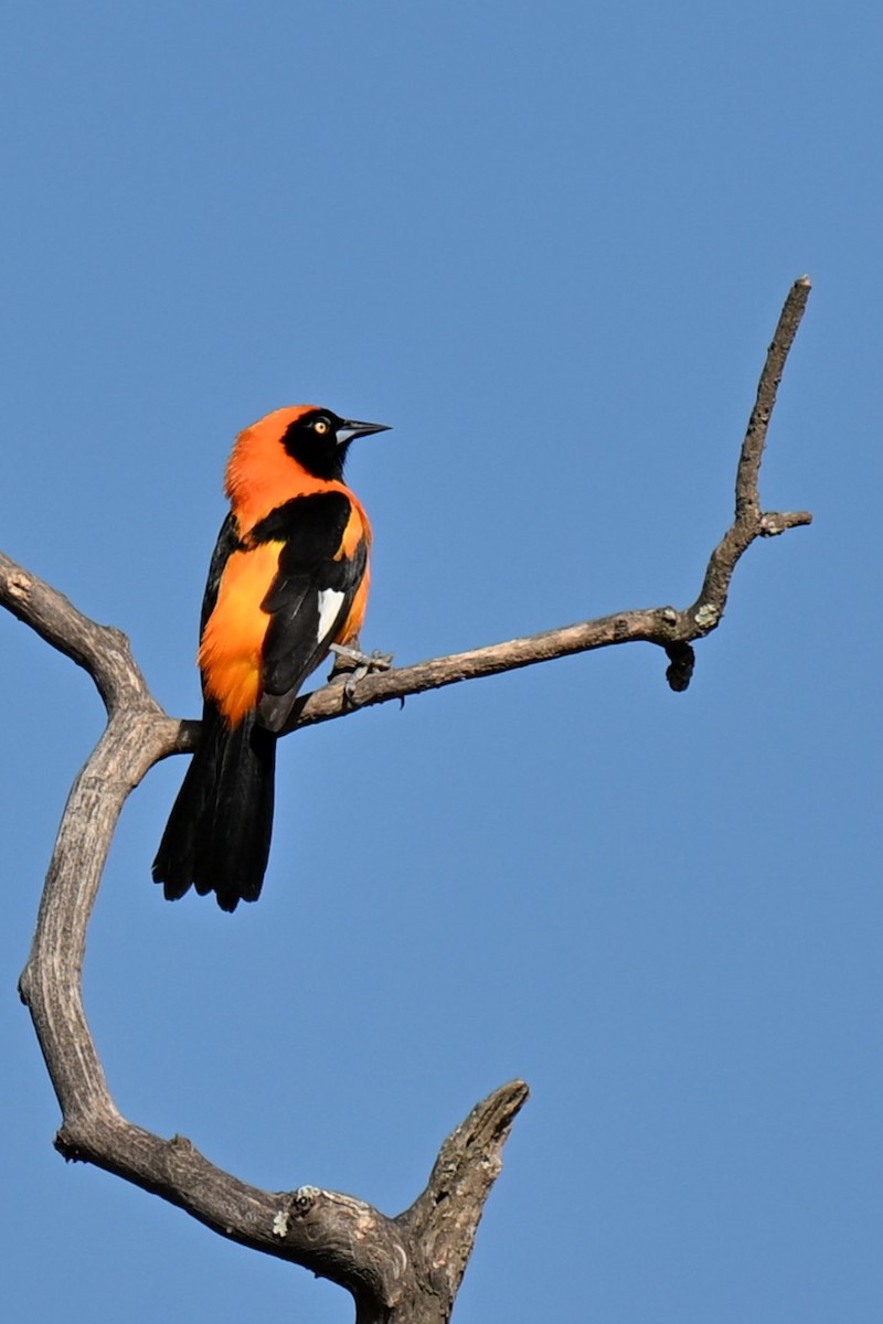 Orange-backed Troupial - ML642988319