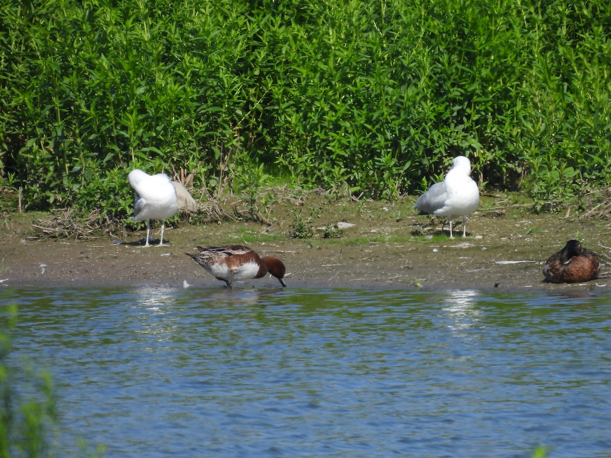 Eurasian Wigeon - ML642988320