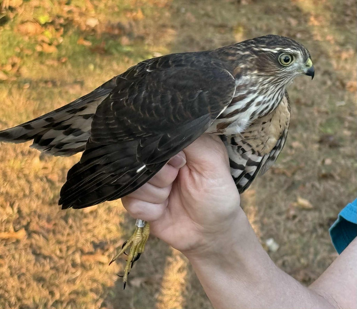 Sharp-shinned Hawk - ML642988321