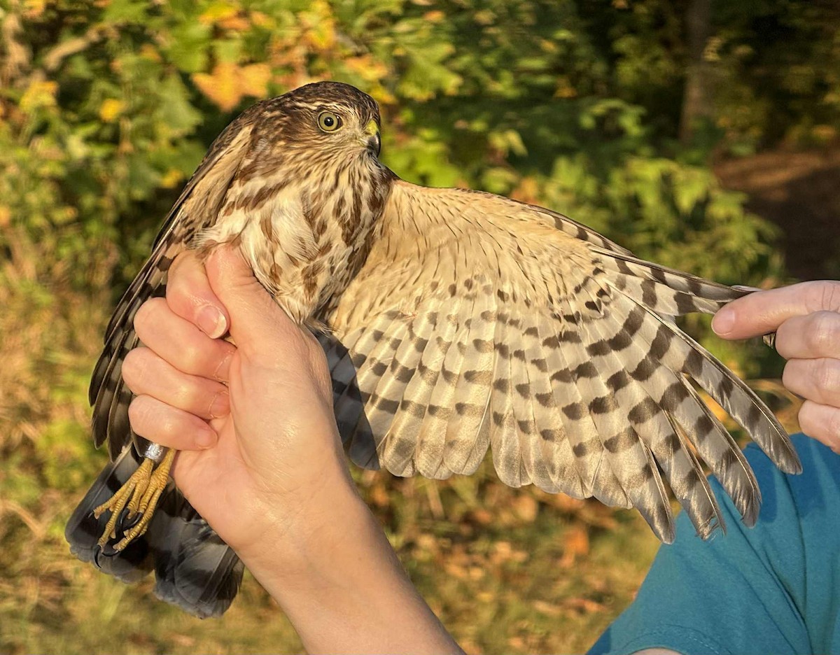 Sharp-shinned Hawk - ML642988322