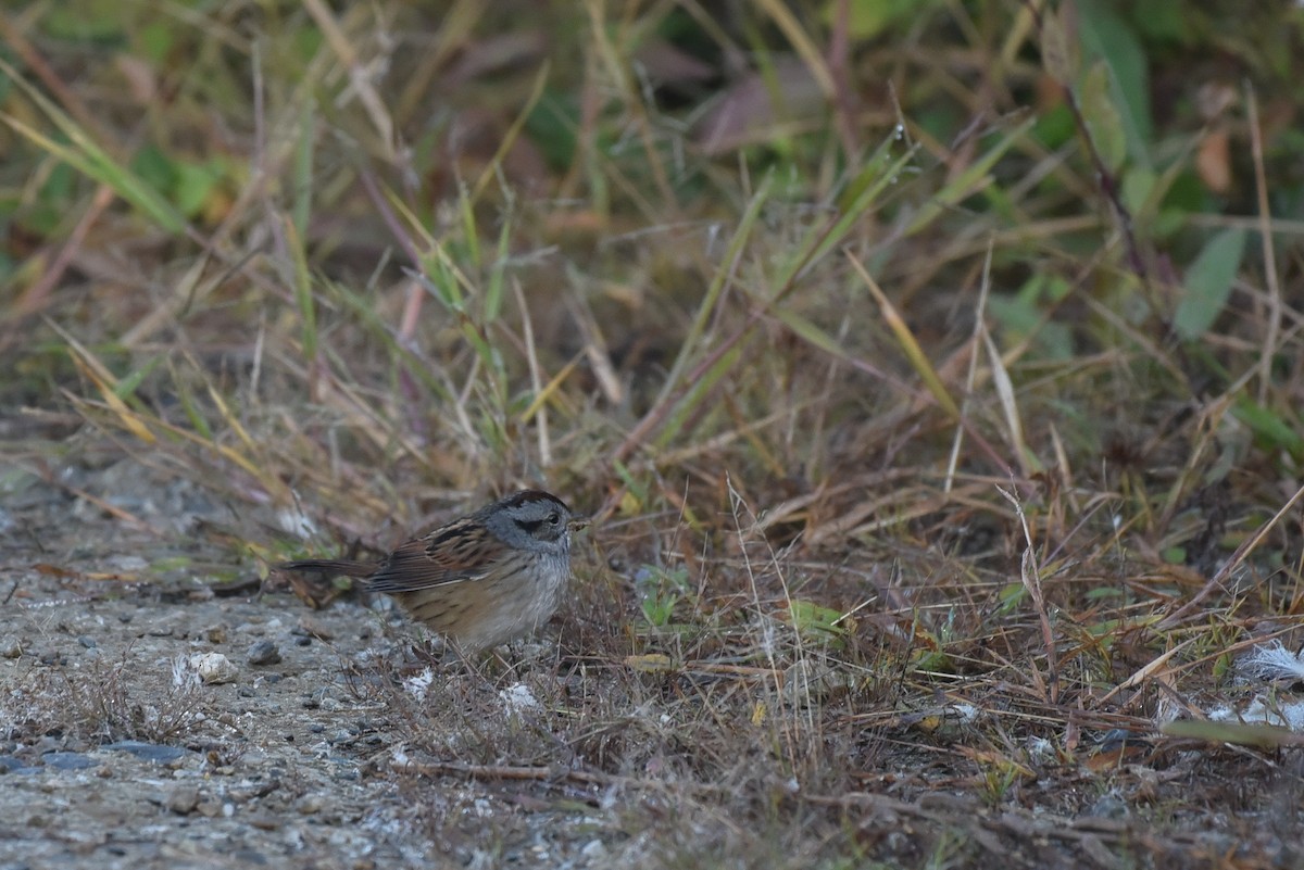 Swamp Sparrow - ML642988323