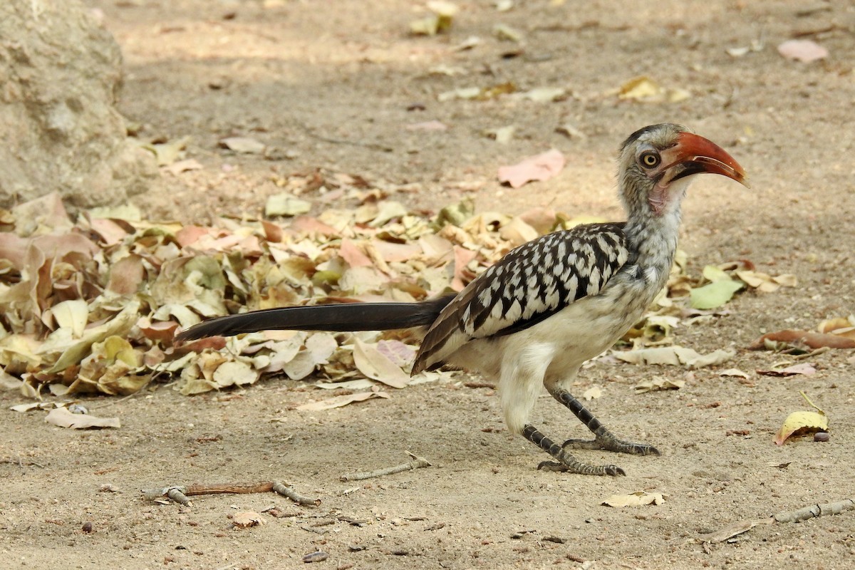 Southern Red-billed Hornbill - ML642988324