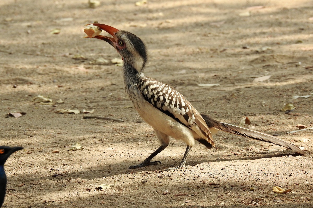 Southern Red-billed Hornbill - ML642988325