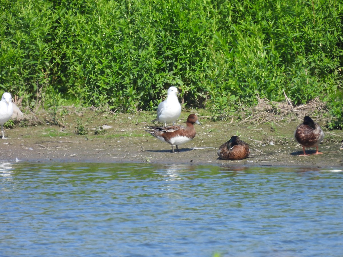 Eurasian Wigeon - ML642988327