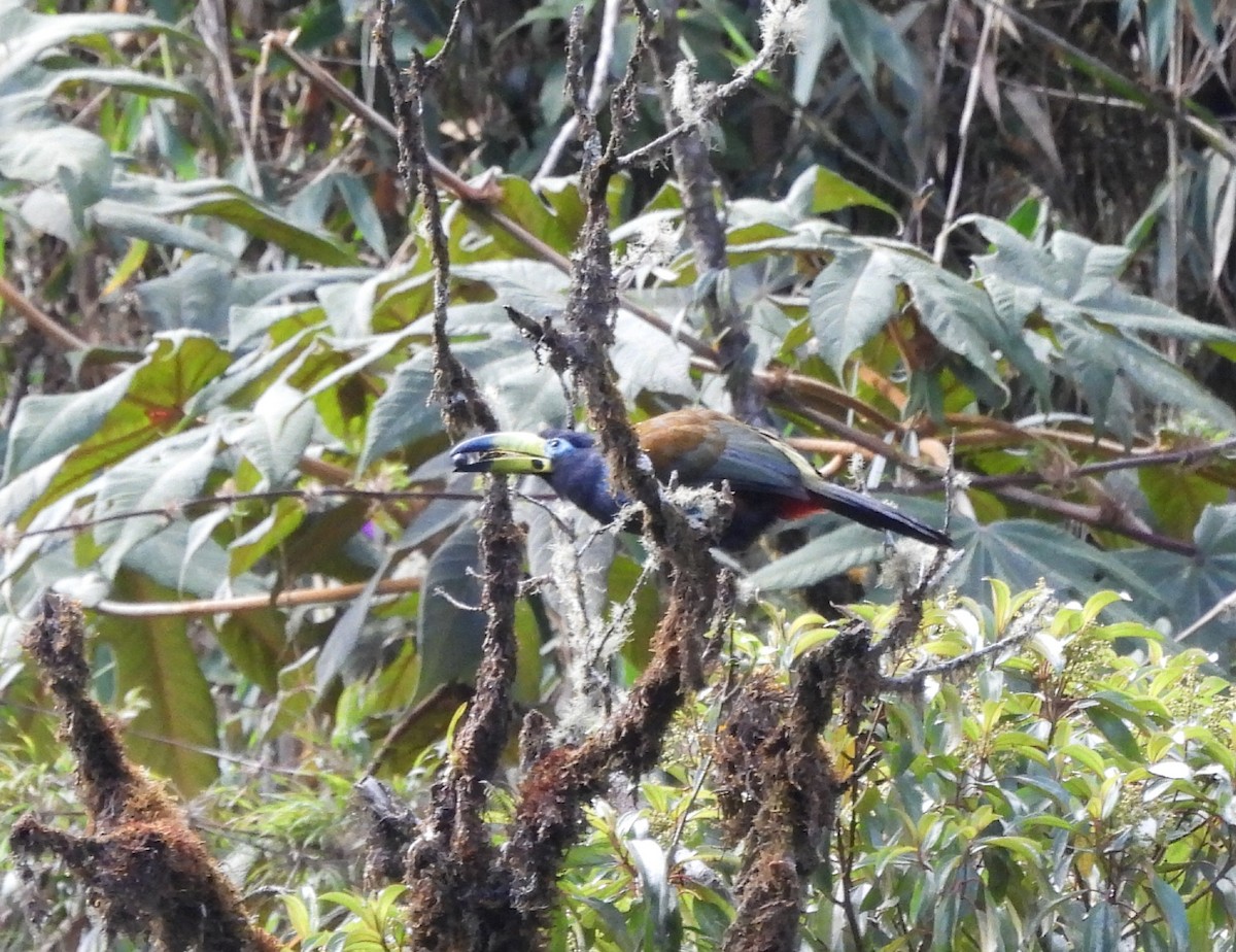 Hooded Mountain-Toucan - ML642988329