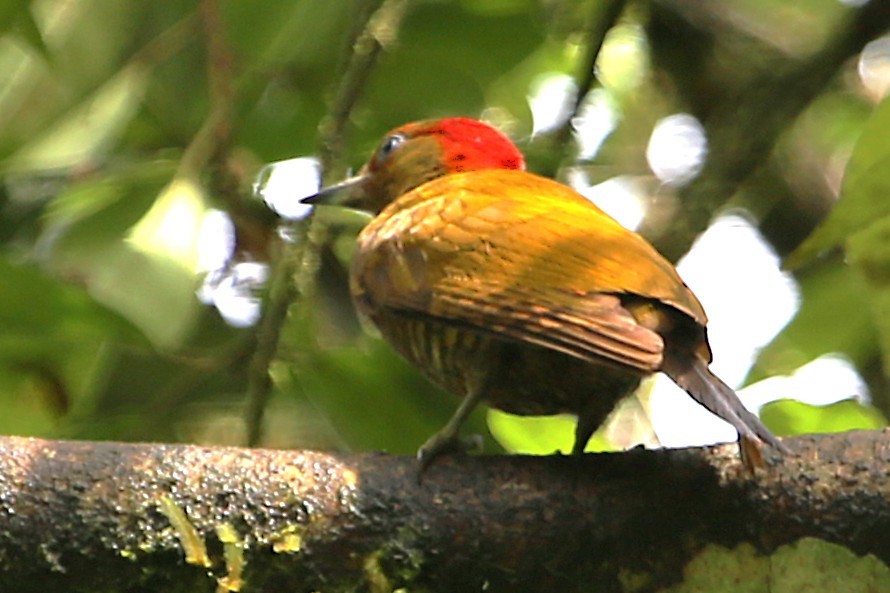Rufous-winged Woodpecker - ML642988332