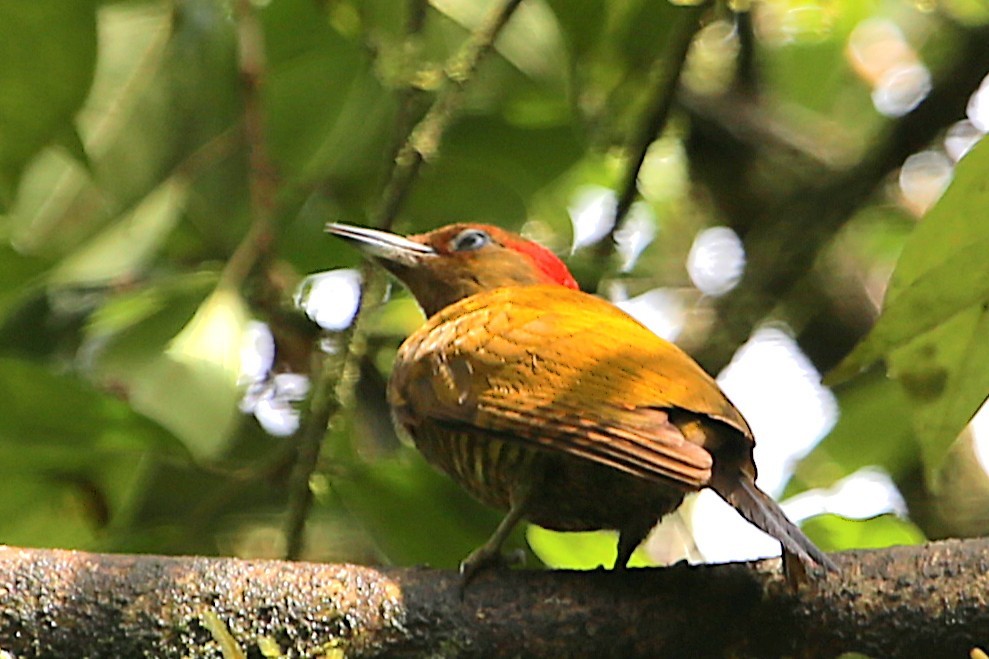Rufous-winged Woodpecker - ML642988333