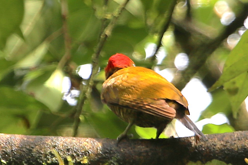 Rufous-winged Woodpecker - ML642988334