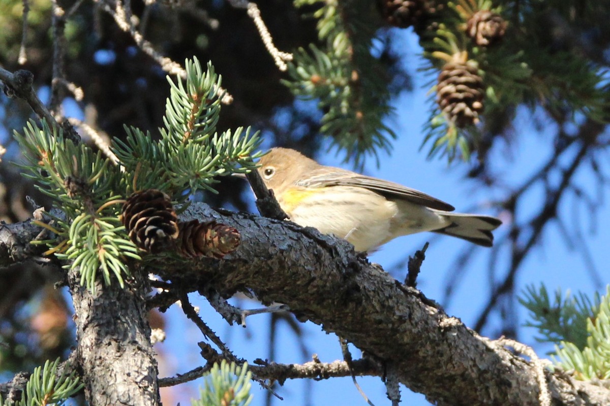 Yellow-rumped Warbler - ML642988335