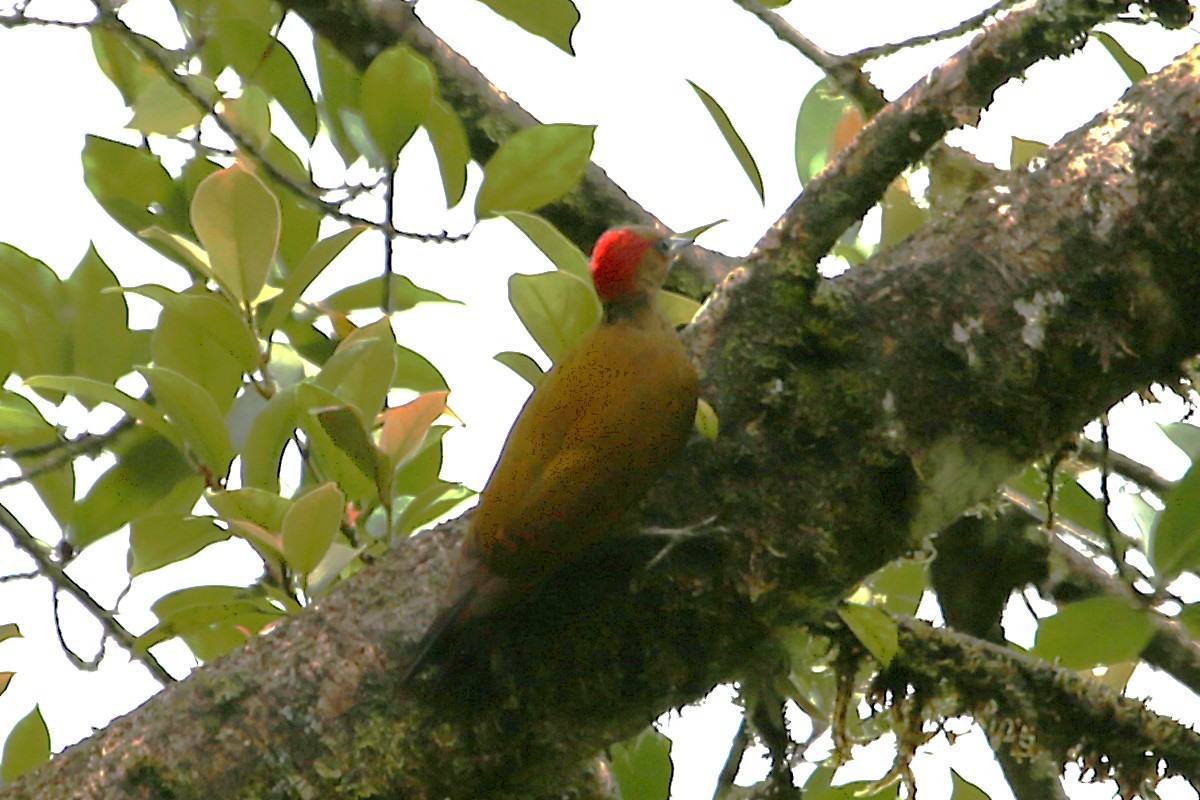 Rufous-winged Woodpecker - ML642988336