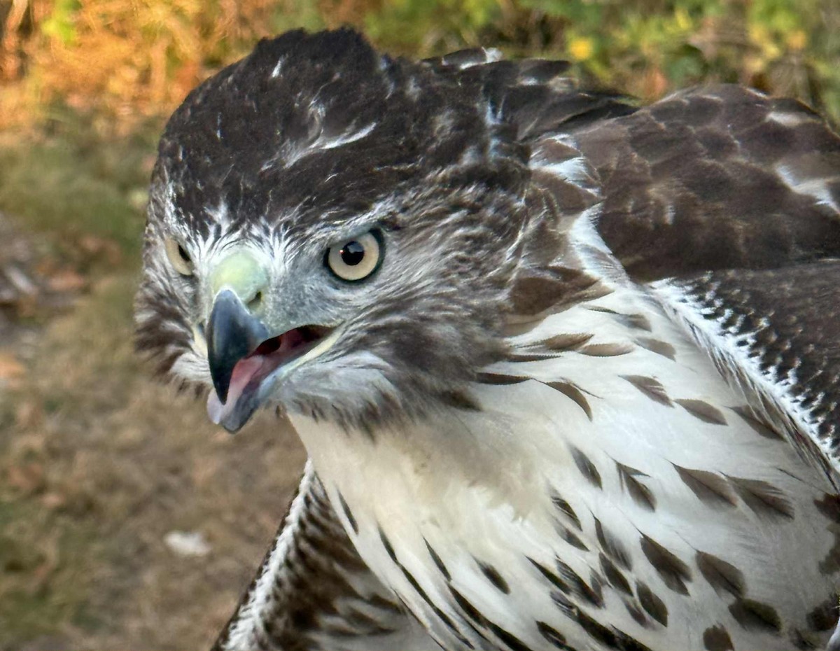 Red-tailed Hawk - ML642988337