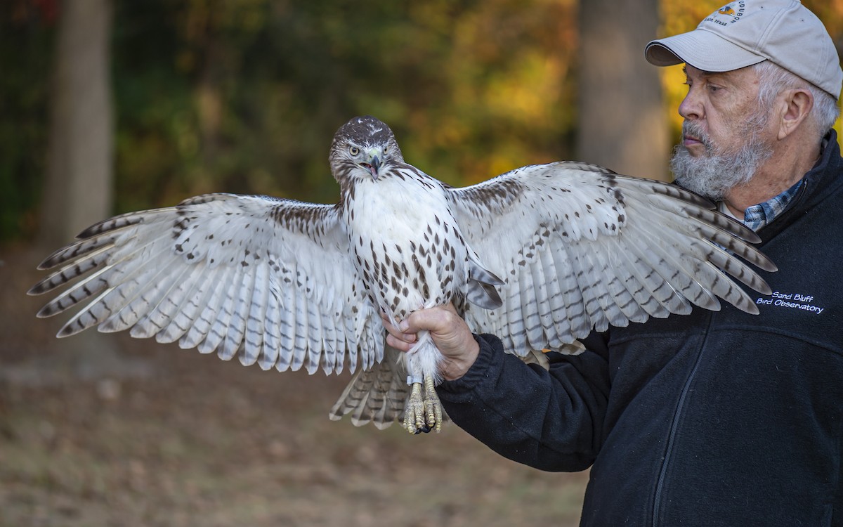 Red-tailed Hawk - ML642988338