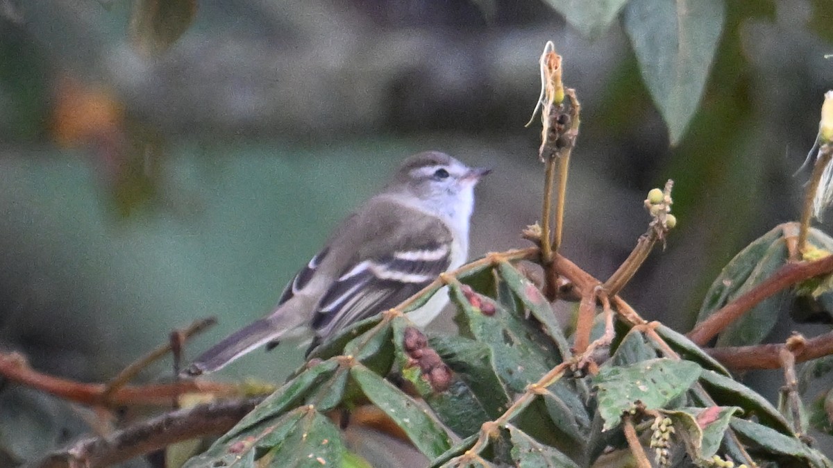 White-throated Tyrannulet - ML642988339