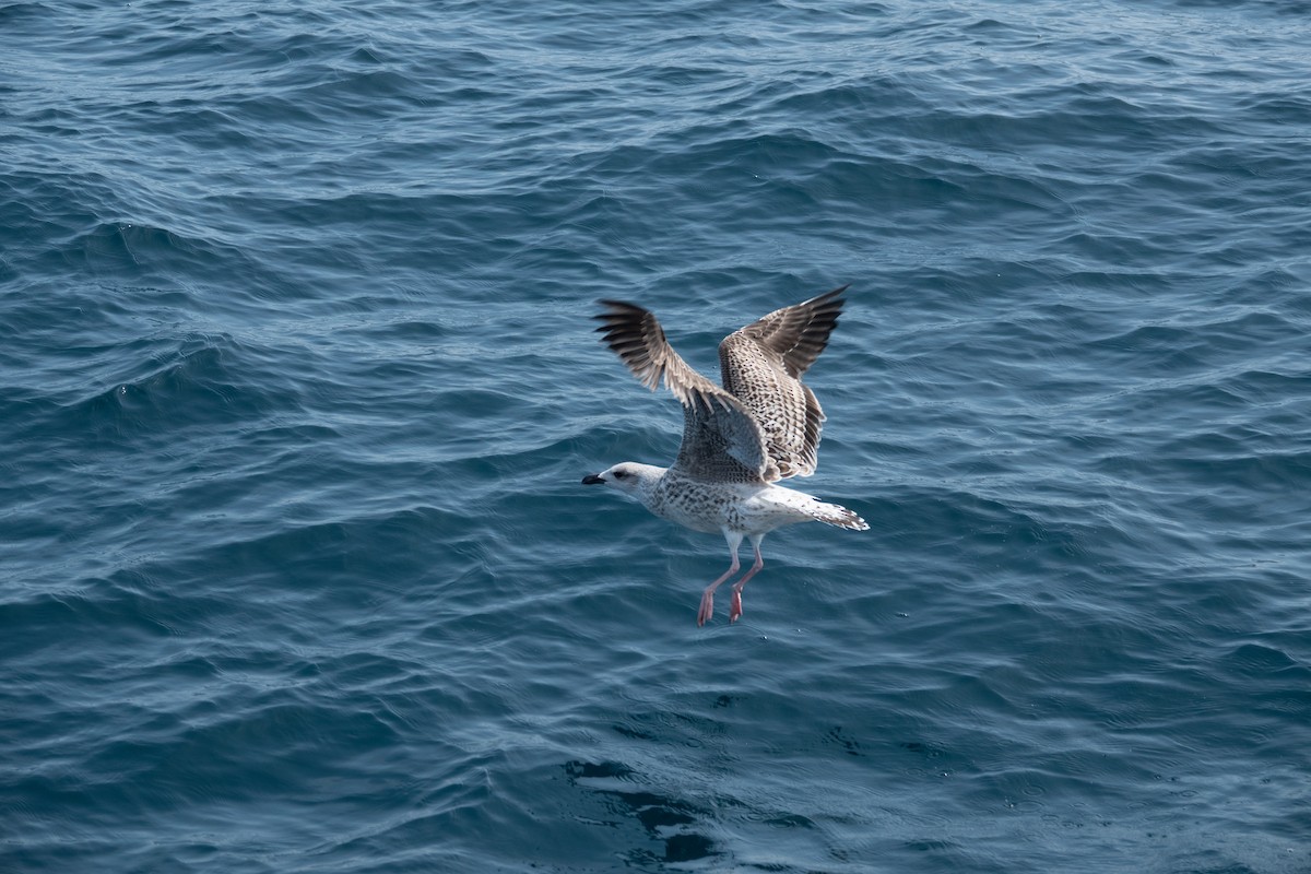 Great Black-backed Gull - ML642988341