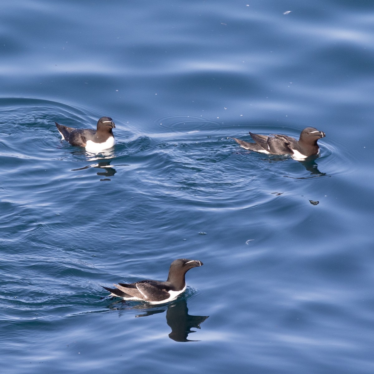 Razorbill - ML642988342