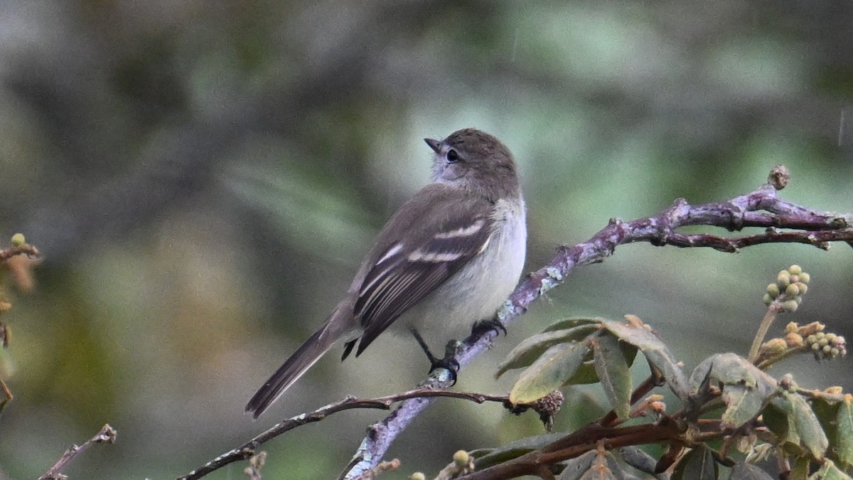 White-throated Tyrannulet - ML642988347