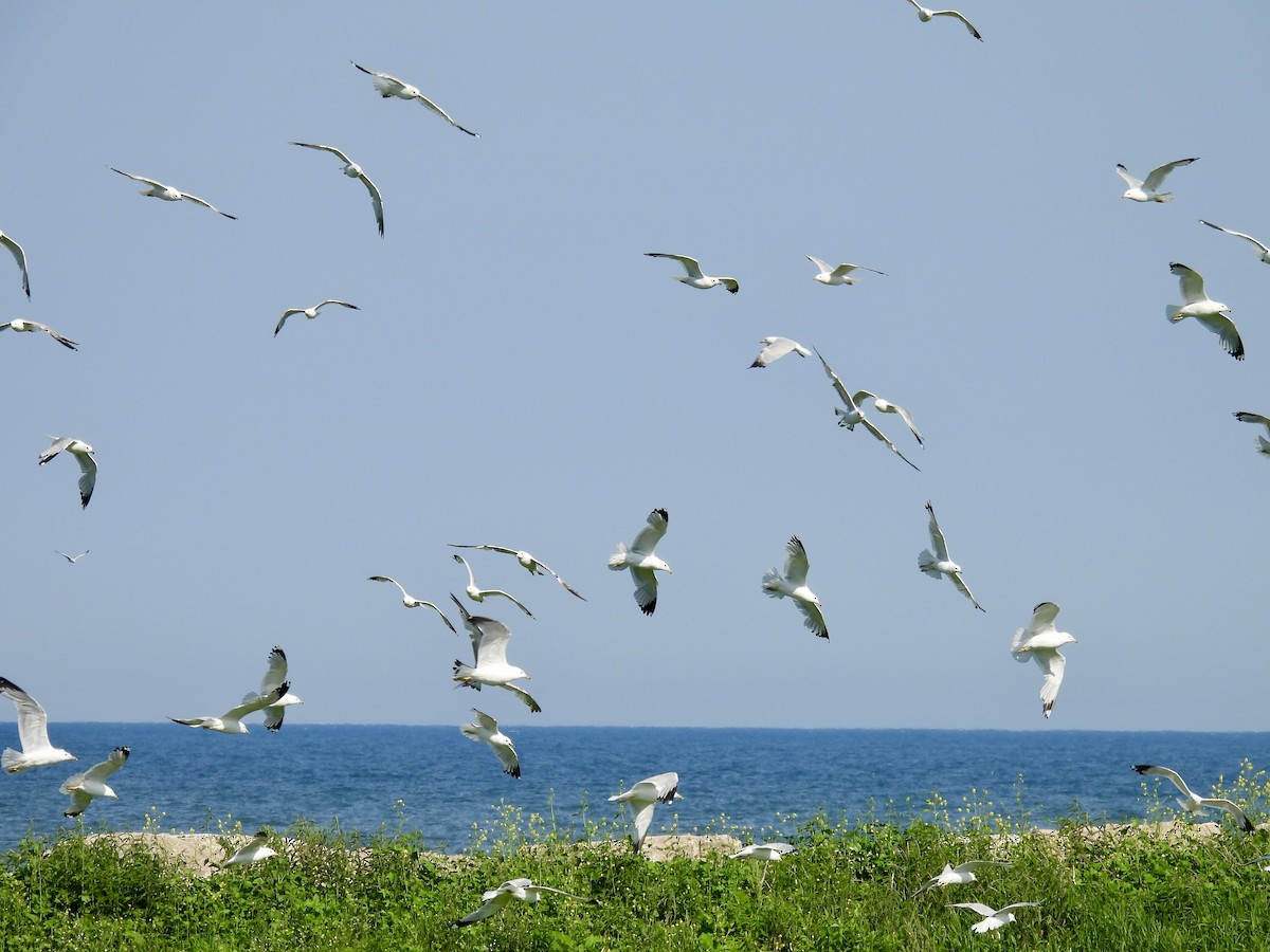 Ring-billed Gull - ML642988350