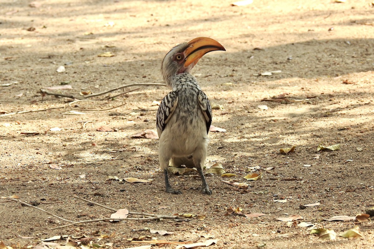 Southern Yellow-billed Hornbill - ML642988351