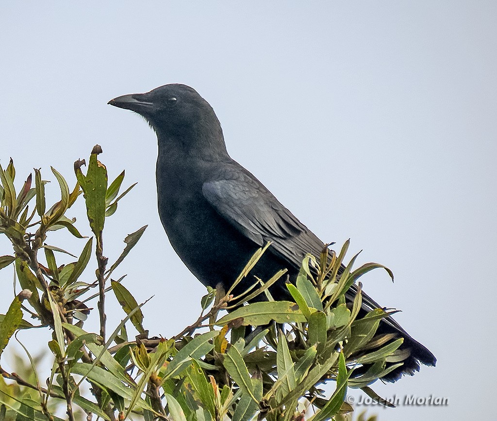 American Crow - ML642988352