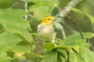 Black-throated Green Warbler - ML642988379