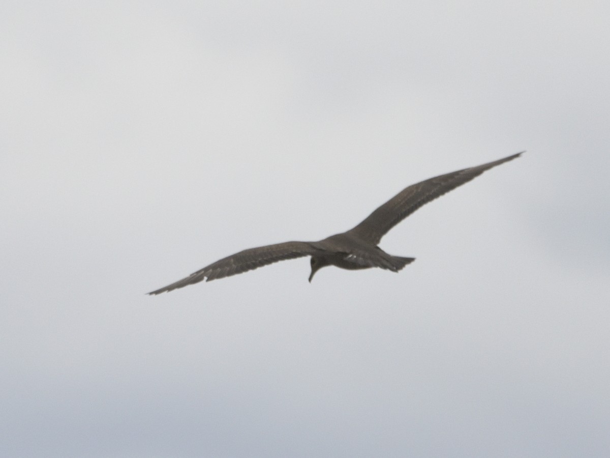 Parasitic Jaeger - ML642988385