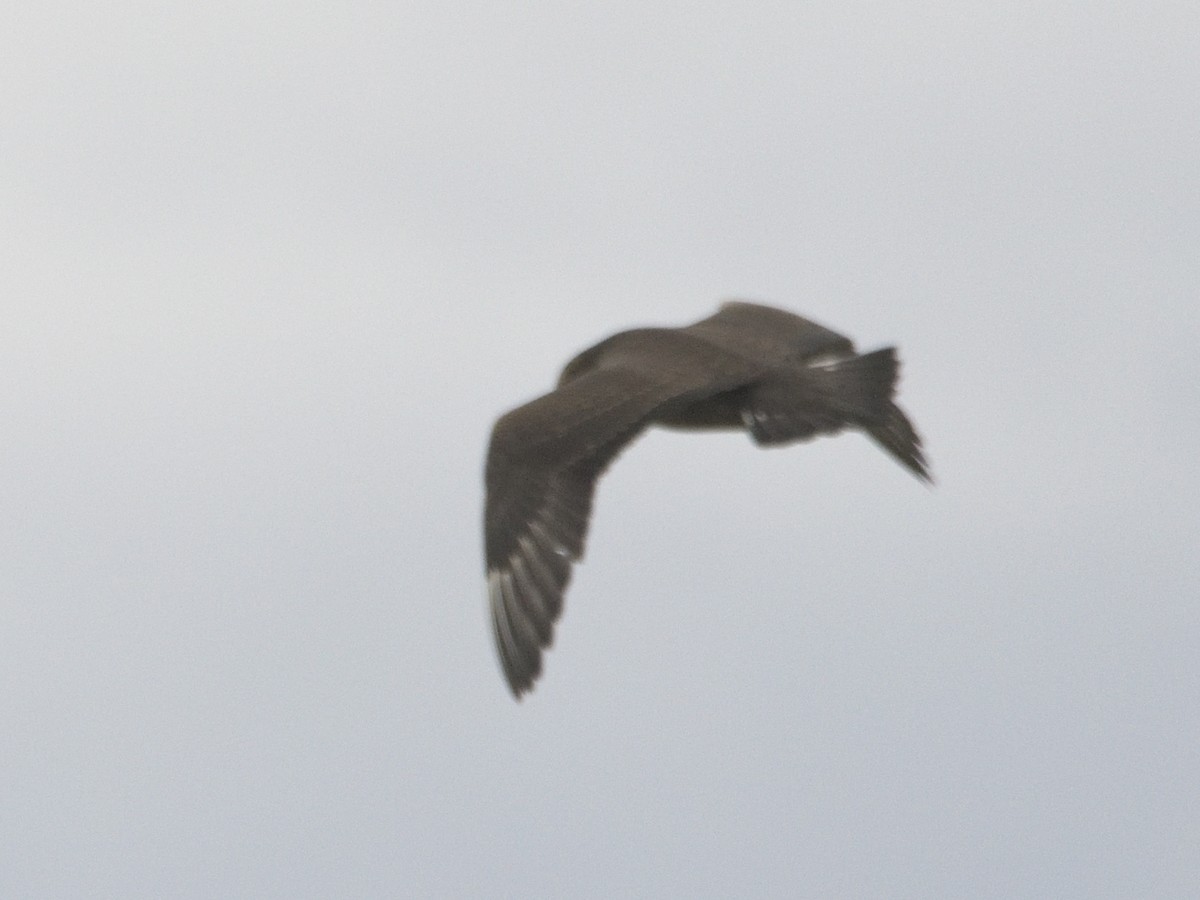 Parasitic Jaeger - ML642988386